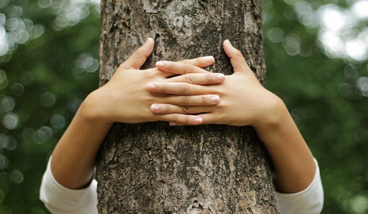 Read more about the article Hugging Trees is Good for Our Health: This is Why