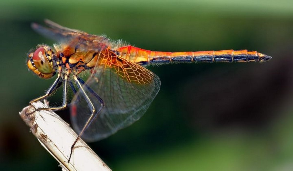 You are currently viewing The Hidden Spiritual Meaning Of The Dragonfly! Do You See Them Often?