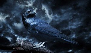 Read more about the article Do you Often See Crows? Here is What it Reveals!