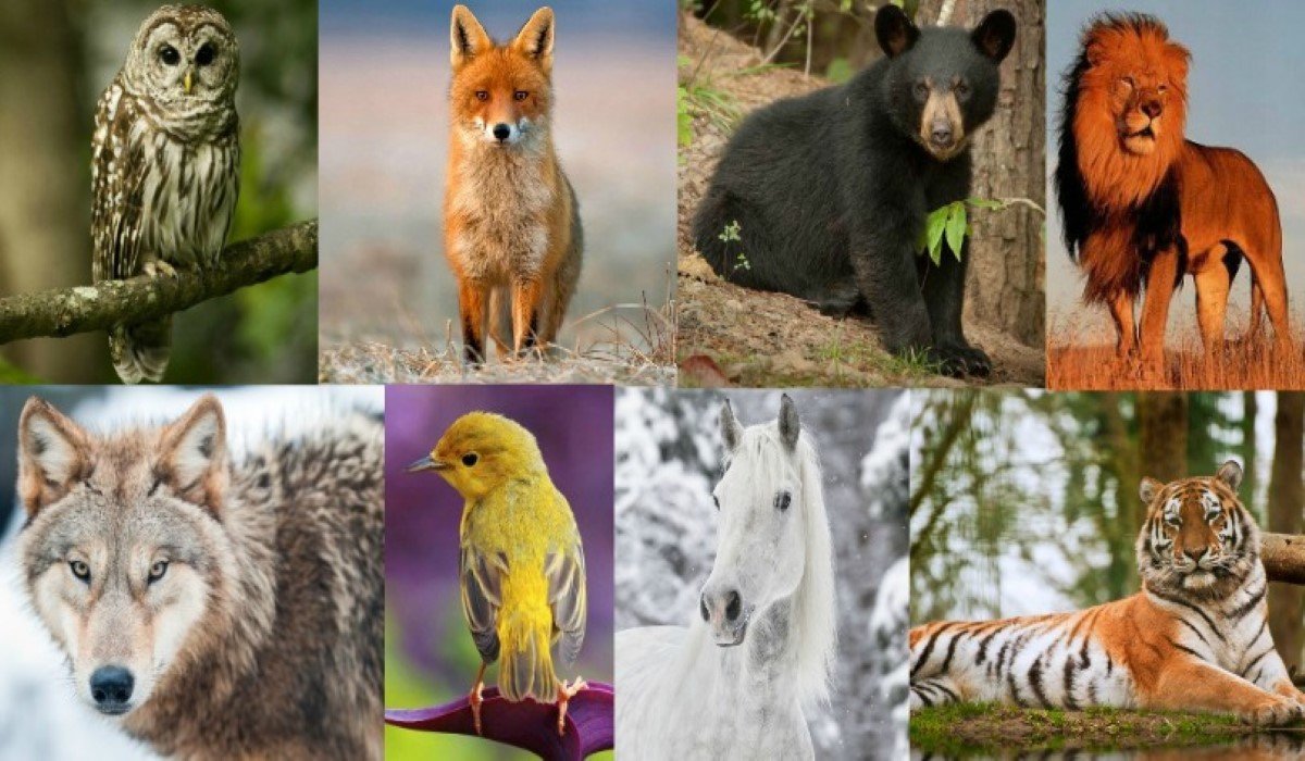 Read more about the article What Your Birth Animal Reveals about Your True Personality