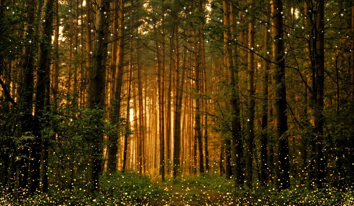 Read more about the article The Mental and Spiritual Benefits of Spending time in the Forests
