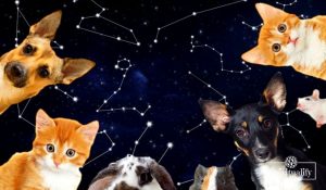 Read more about the article Your Best Animal Companion, According to Your Zodiac Sign