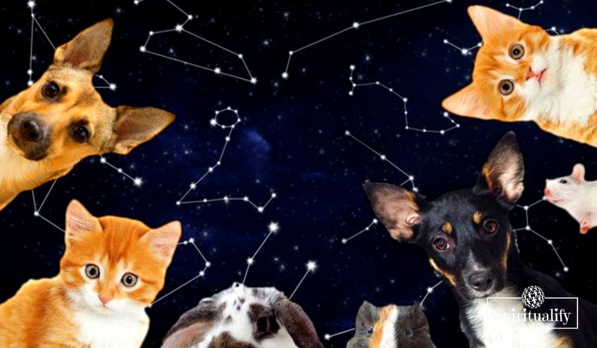 You are currently viewing Your Best Animal Companion, According to Your Zodiac Sign
