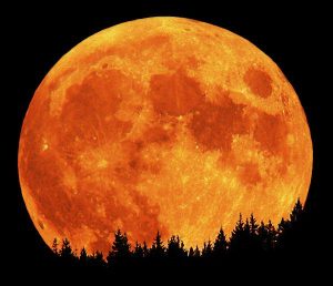 Read more about the article Utilise the Energy of the Hunter’s Full Moon for Growth This Winter and Beyond!